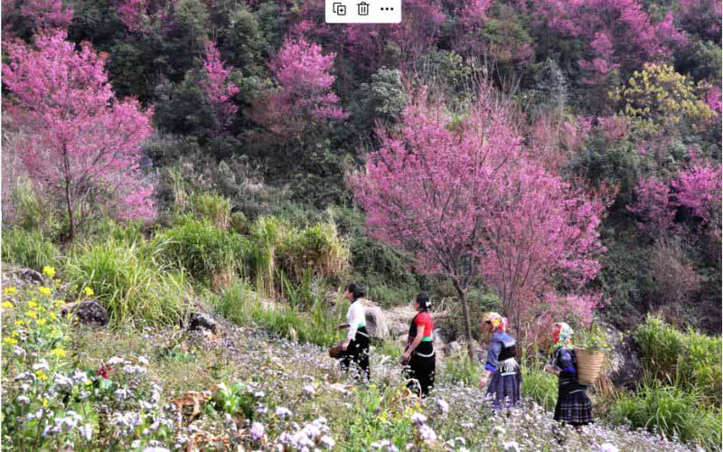 Mùa xuân Sapa tràn ngập hoa đào trên các bản làng