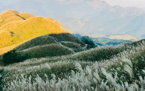 Cảnh đồi núi Bình Liêu bạt ngàn cỏ lau