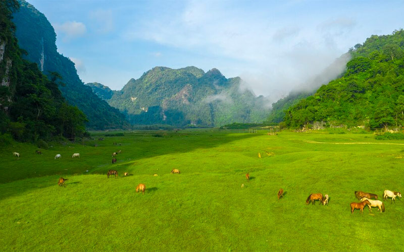 Khung cảnh cánh đồng xanh thảo nguyên Đồng Lâm