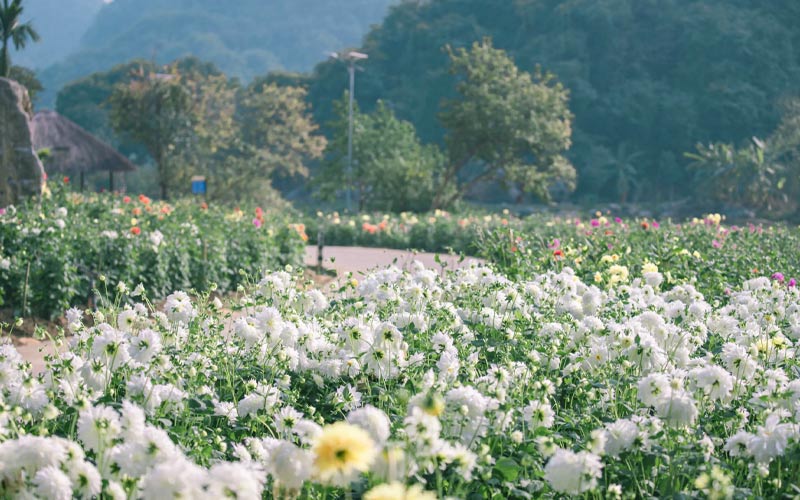 Vườn hoa sắc màu thung lũng hoa Thung Nham